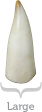Large Tooth