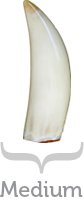 Medium Tooth