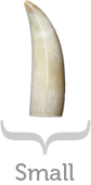 Small Tooth